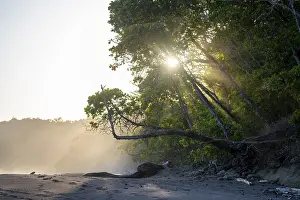 Central America Coast Prints: Light shines through trees on the beach