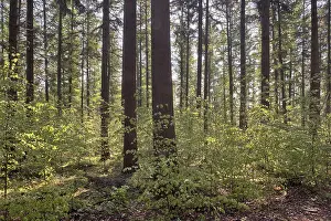 Lower Saxony Countryside Scenery Prints: Light in the spring forest, Emsland