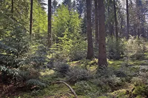Central Europe Springtime Images Prints: Light in the spring forest, Emsland