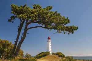 Pine Tree Landscape Prints: Lighthouse on the island of Hiddensee