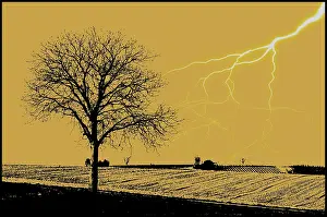 Deciduous Tree Silhouette Prints: Lightning and tree