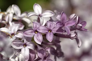 Deserted Garden Prints: Lilac