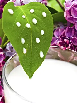 Prints of Lilac Flower Leaf With Some Milk Drops Riga, Latvia Latvia Prints: Lilac Flower Leaf Print Riga, Latvia