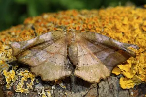Geometer Moth Prints: Lilac moth