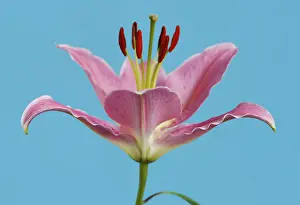Liliaceae Plant Prints: Lily