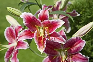 Flowering Plant Details Prints: Lily