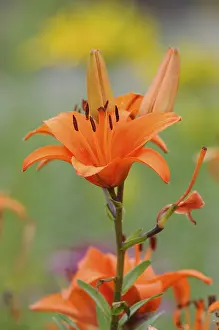 Liliaceae Family Plants Prints: Lily