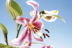 Indoor Plant Photography Prints: Lily (Lilium)