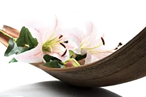 Close View Of A Blooming Flower Prints: Lily in palm leaf