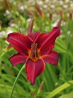Liliaceae Flowering Plant Prints: Lily, red