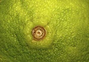 Tropical Fruit Photography Prints: Lime fruit