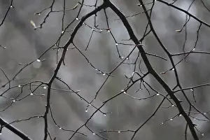 Lime Tree Branches Prints: Lime tree branches with raindrops, spring, Germany