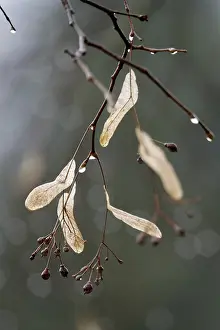 Rainy Day In Europe Prints: Lime tree branches with raindrops, spring, Germany