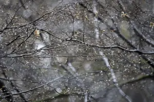 Spring In Germany Prints: Lime tree branches with raindrops, spring, Germany