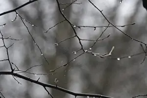 Rainy European Landscape Prints: Lime tree branches with raindrops, spring, Germany