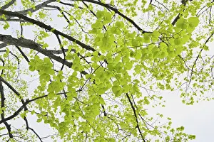 Springtime Nature Prints: Lime tree leaves in spring