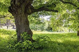 Neuffener Heide Landscape Prints: Lime tree in a meadow in spring
