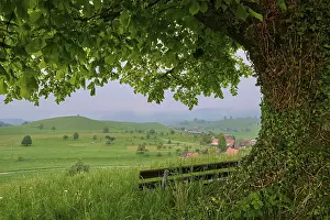 Lime Tree Switzerland Prints: Lime tree, tree, meadow, bench