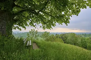 Alpine Foothills Landscape Prints: Lime tree, tree, meadow, bench