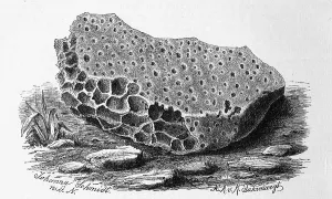 Historical Animal Depictions Prints: Limestone perforated by the boring sponge
