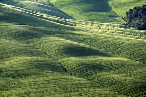 Cypress Tree Photography Prints: Lines and structures