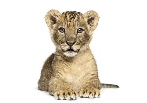 Young Lion Prints: Lion cub lying, looking at the camera