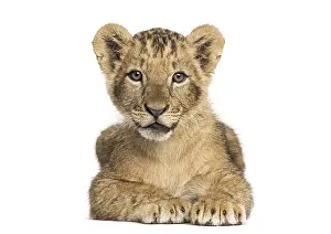 Young Lion Prints: Lion cub lying, looking at the camera