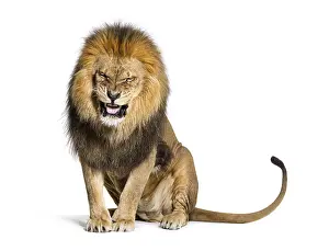 Wildcat Photography Prints: Lion pulling a face and looking at the camera