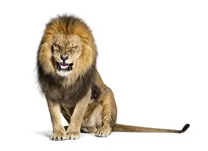 Lion Studio Shot Prints: Lion pulling a face and looking at the camera