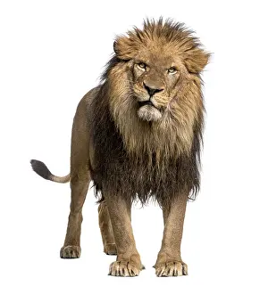 Lion Studio Shot Prints: Lion standing, looking at the camera