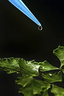 DNA Prints: Liquid Drop on Green Leaf Print