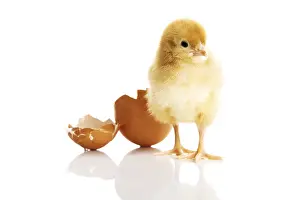 Deserted Farm Animal Prints: Little chicken and eggshell
