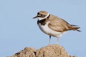Little Ringed Plover Prints: Little Ringed Plover (Charadrius dubius)