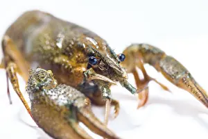 Prints of Live crayfish close up on a white background Crayfish Prints: Live Crayfish Close Up Print on White Background