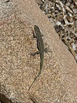 Vertebrate Animal Pictures Prints: Lizard