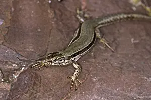 Vertebrate Wildlife Photos Prints: Lizard