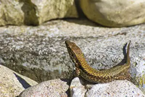 Podarcis Muralis Prints: A lizard basks on a rock and looks forward