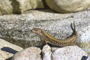 Southern Germany Wildlife Prints: A lizard basks on a rock in a natural environment