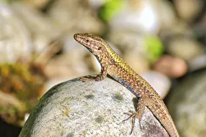 Bright Sunlight Photography Prints: Lizard on a bright rock in sunlight