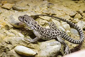 Prints of A lizard rests on a rocky ground, its mottled pattern adapts to the environment, leopard iguana, Gambelia wislizenii, Basel Zoo, Switzerland Basel Prints: Leopard Iguana Rests on Rocky Ground Print