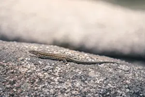 Desert Landscape Photo Prints: A lizard rests on a textured stone