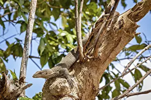 Sigiriya Sri Lanka Prints: A lizard on a tree in a green forest scene
