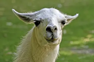 Llama Prints: Llama Llama Print by ImageBROKER