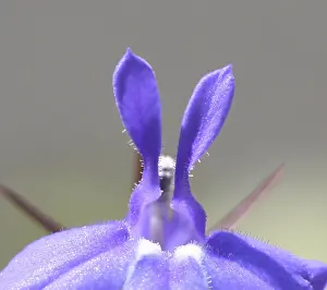 In Flower Macro Photography Prints: Lobelia