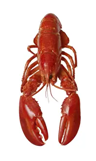 Lobster Print from imageBROKER