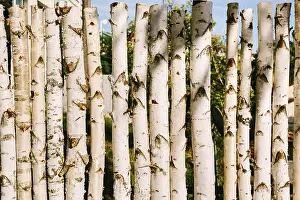 Deciduous Tree Row Prints: Log from birch trunks in a row