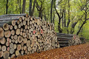 Deserted Forest Northern Germany Prints: Logging in autumn in the forest