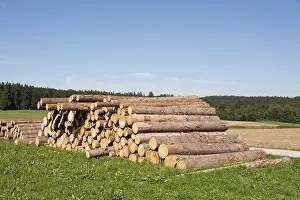 Upper Bavaria Forestry Prints: Logging, cut tree trunks in a meadow