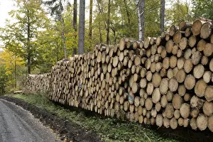 Nature Photography Lower Saxony Prints: Logging in the Harz Mountains, forest work