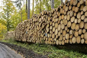 European Forest Management Prints: Logging in the Harz Mountains, forest work